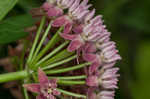 Purple milkweed